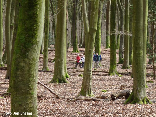 Boswandeling Veluwse malebossen