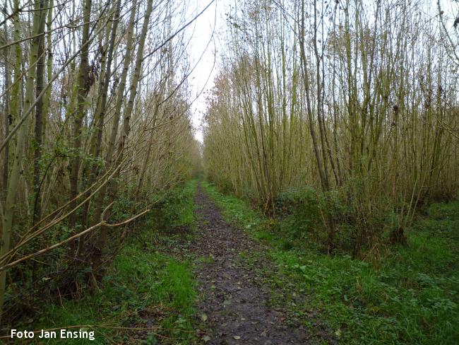 Boswandeling essenhakhoutbos