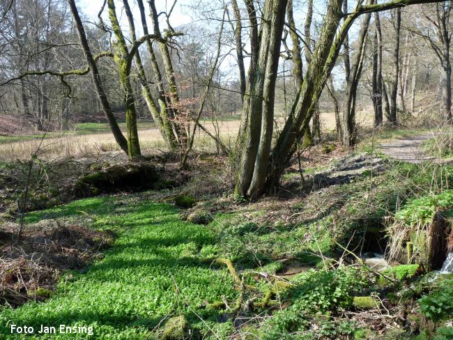 Boswandeling bronbossen Springendal