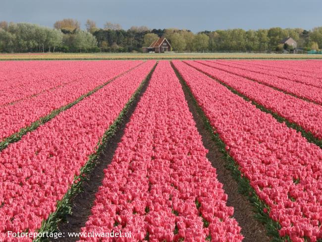 Groene Wissel Heiloo 1