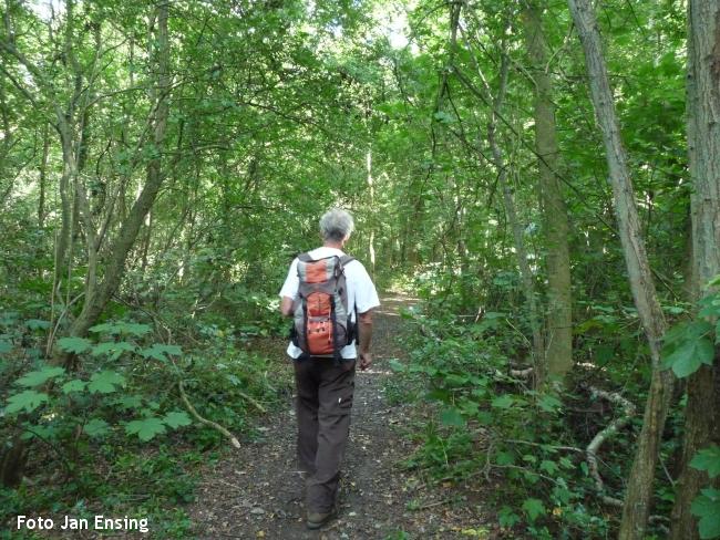 Boswandeling duinvalleien Voornes Duin