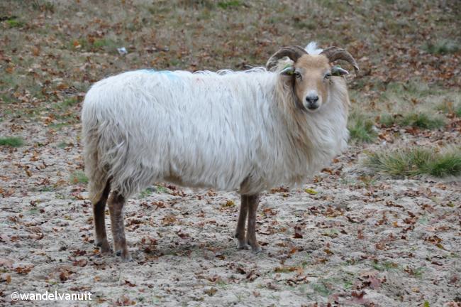 wvu Aekingerzand Drents Friese Wold