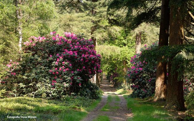 Rododendrons bij Kasteel Palthe