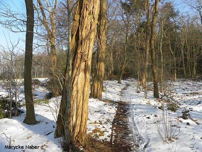 Landgoedwandeling Laag Zuthem