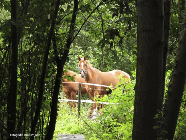 Twentse Tocht Markelo - De Borkeld