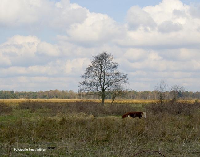 Natuurgebied De Borkeld