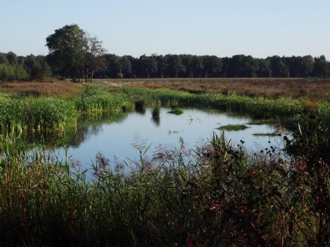 Het natuurgebied de kettingdijk