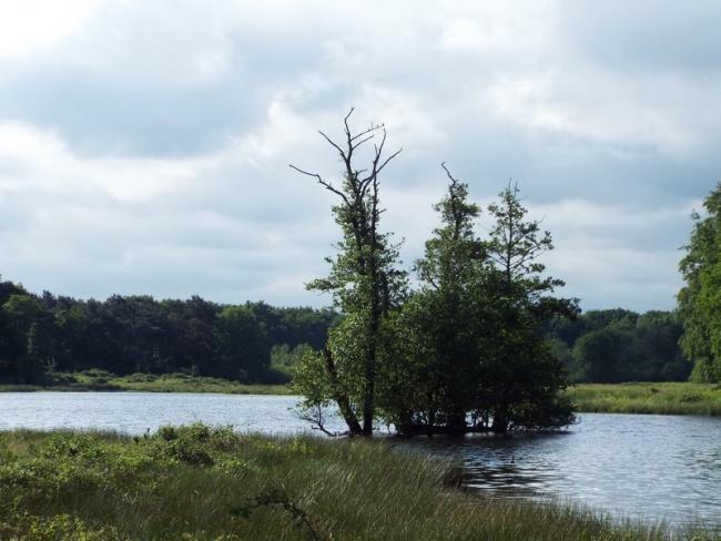 Natuurgebied Langven en de Maurik