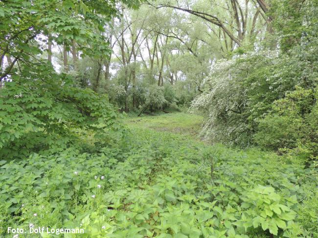Rivierbos bij Giesbeek