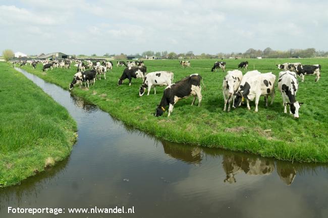 Groene Wissel Nieuw-Lekkerland