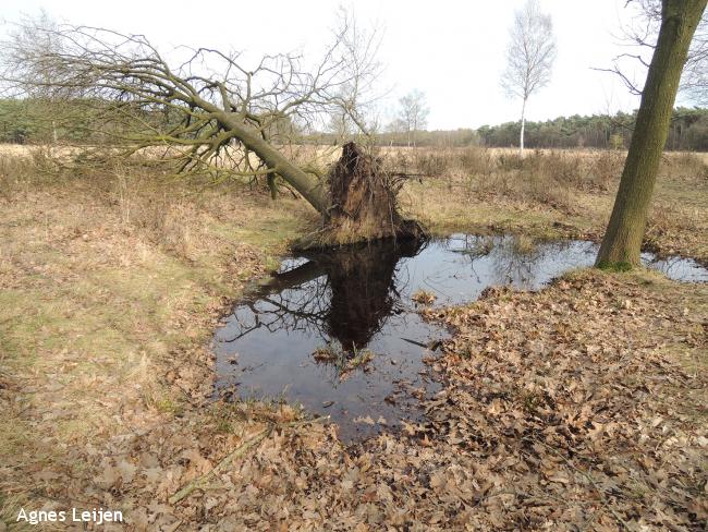 Omgevallen boom langs Esperloop