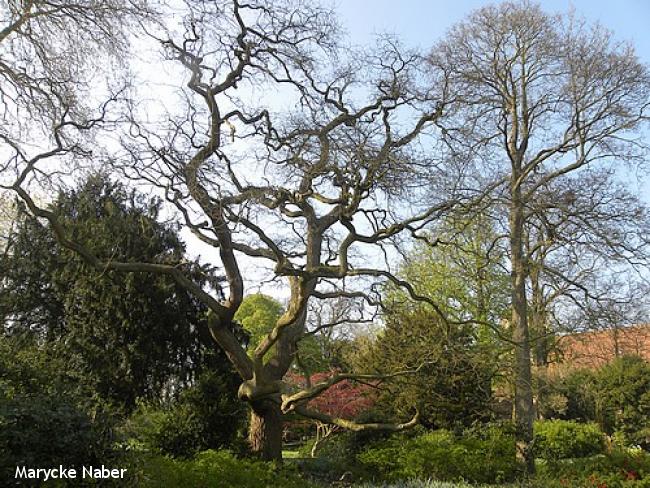  De oudste honingboom van Nederland