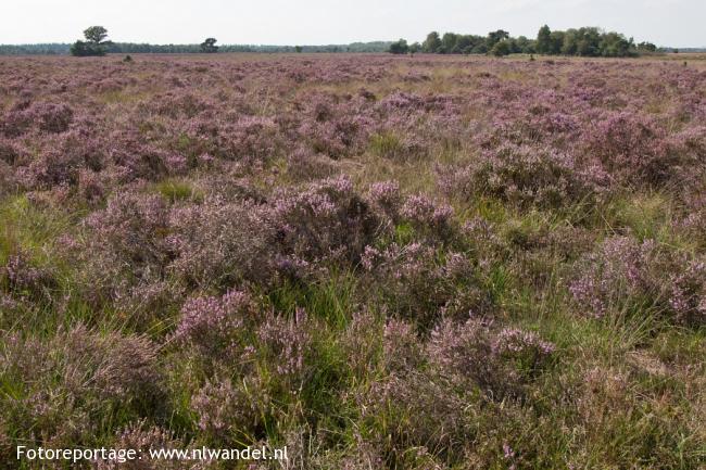 Strabrechtse Heide