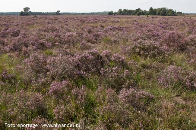 Groene Wissel Heeze