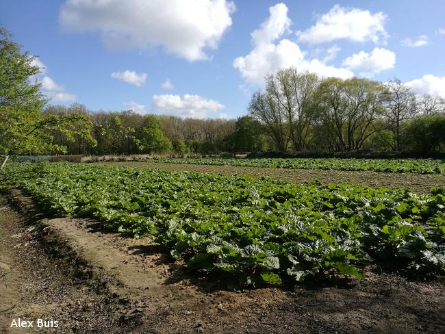 Weg van de Buis Castricum