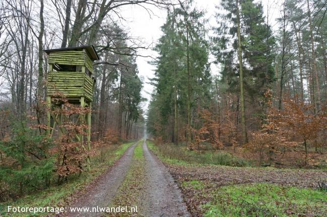 Bentheimer Wald, wildreservaat