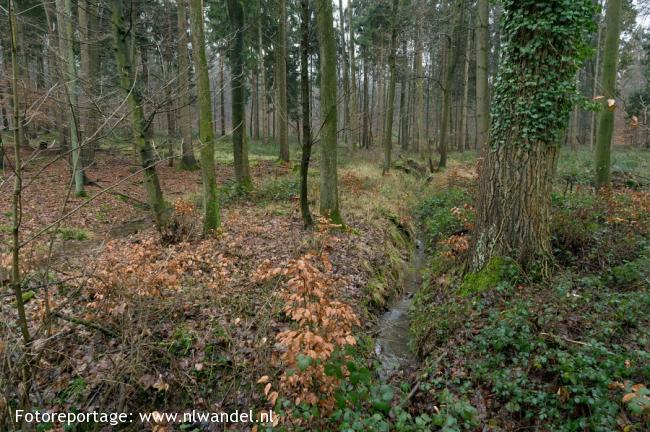 Bentheimer Wald