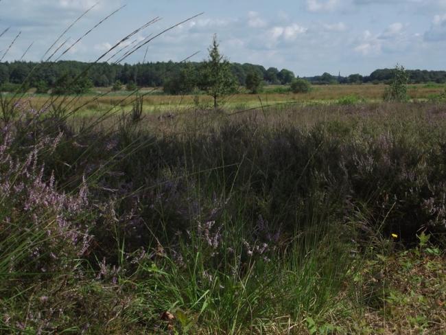 Riels Laag gezien vanuit de Regte Heide