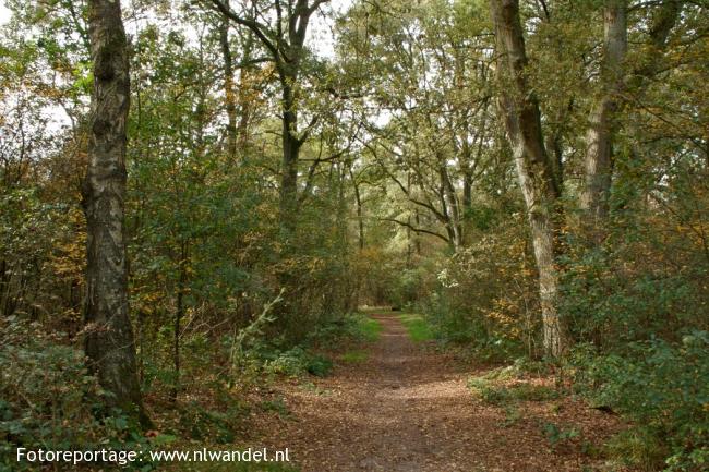 De Zandstuve, bos