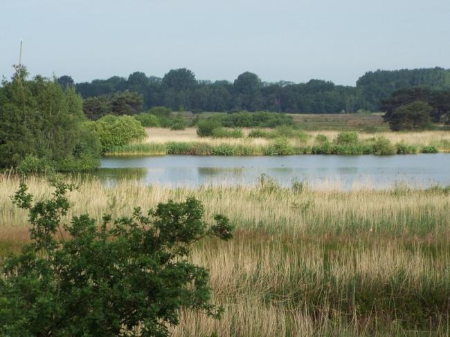 Uitzicht vanuit vogelkijkhut in het Hageven