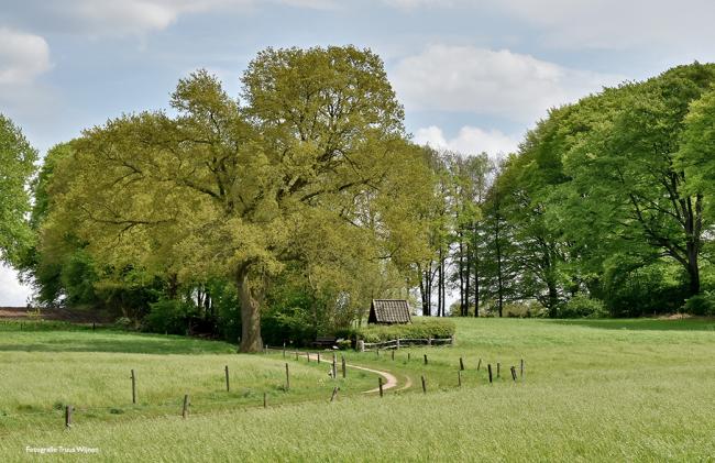 Twentse Wallen - Markelo