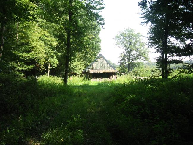 Het Bentheimer Wald bij Bad Bentheim 