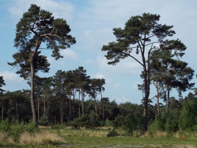 Het Plateaux