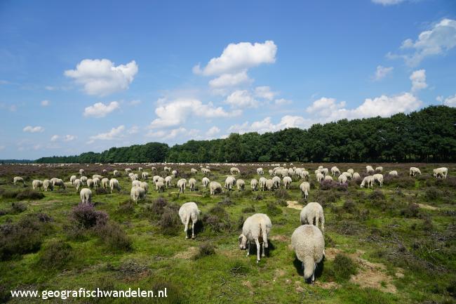 Schapen op de Ginkelse hei