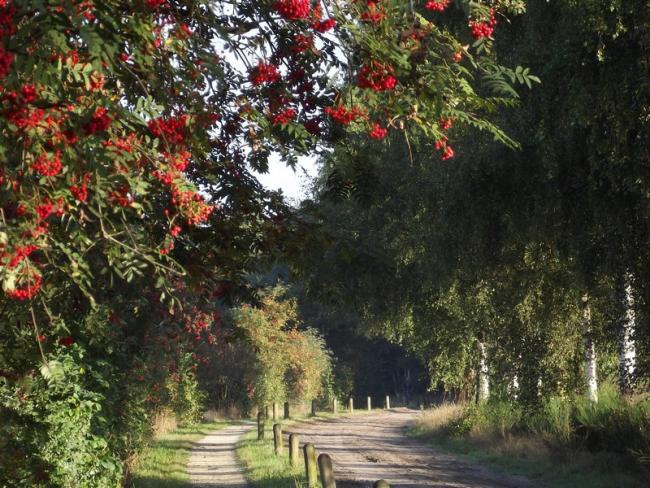 Omgeving Riethoven
