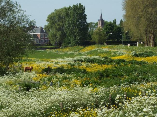 Bloemrijke uiterwaarden