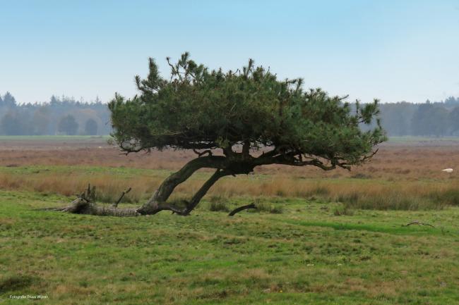 Solitaire boom Dwingelose Heide
