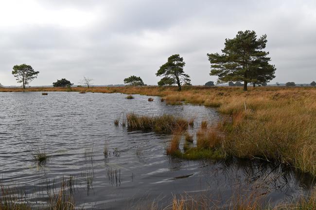Vennetje 
