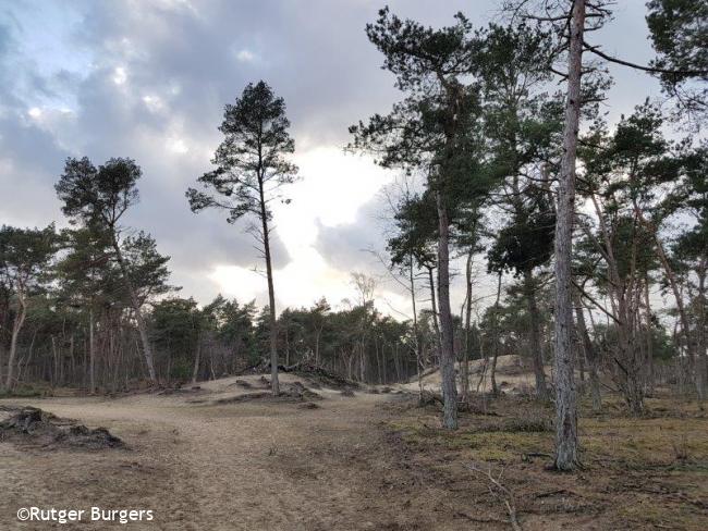 kapvlakte op Landgoed Bornia