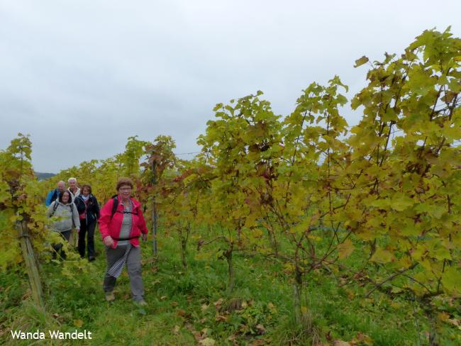 Wandelen door de wijngaard