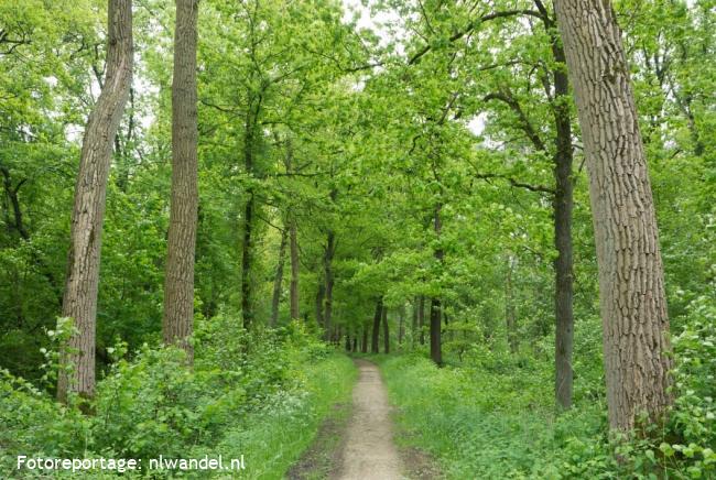 Hart van het Groene Woud