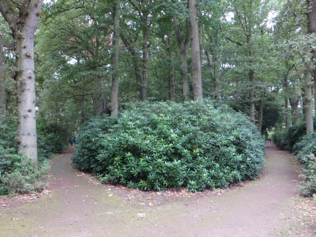 Rhododendrons in Clingendael