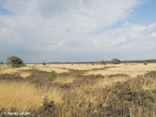 Savannegevoel op de Strabrechtse Heide