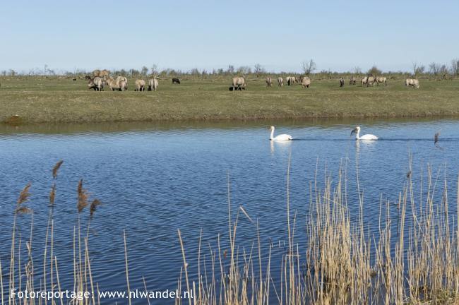 Oostvaardersplassen