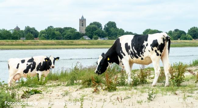 Waal, kerk