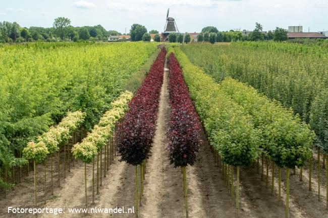 Molen De Zwaluw