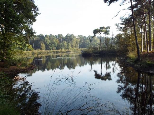 Natuurgebied Oisterwijkse Bossen en Vennen