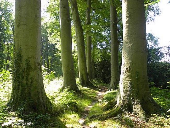 Dijkje met oude beuken