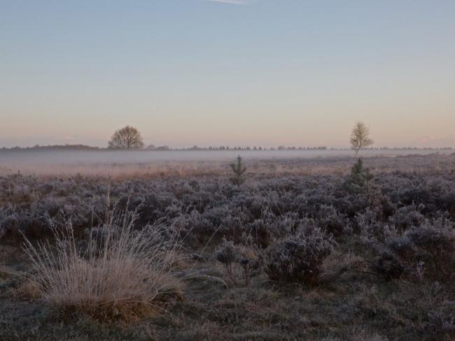 Winter op het Molenveld
