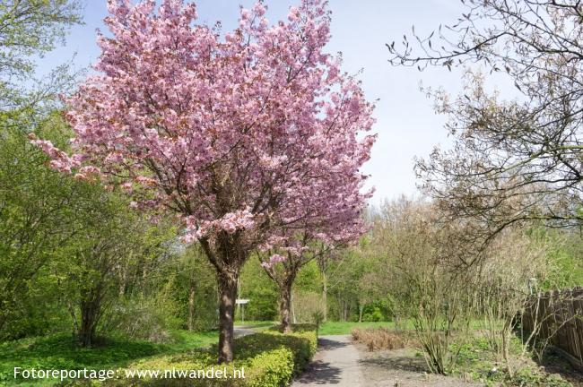 Groene Wissel Lelystad: Zuigerplas