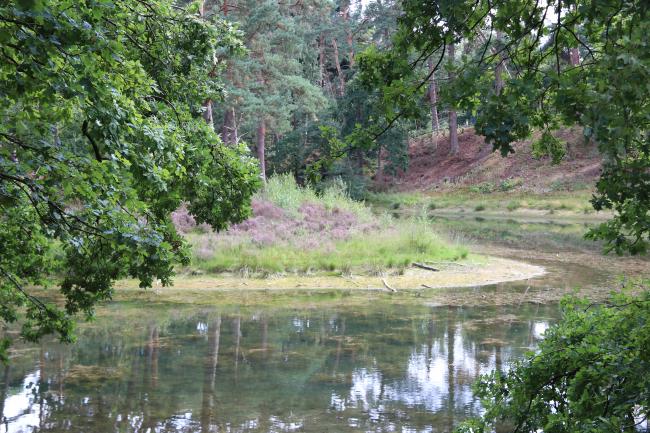 Heidestein, Bornia, Noordhout