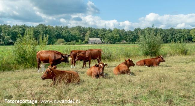 Groene Wissel Bergharen