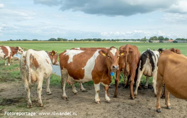 Groene Wissel Dreumel