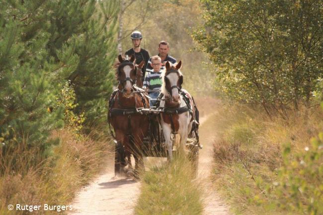 Trage Tocht Weebosch