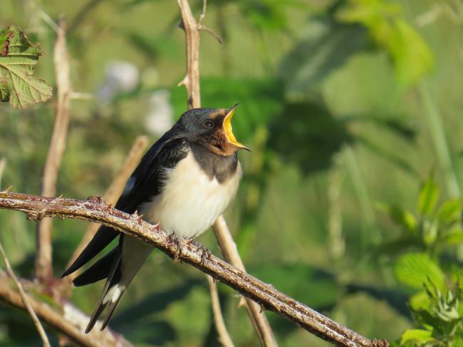 WeidevogelWandeling