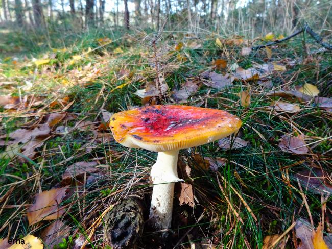 rode paddenstoel